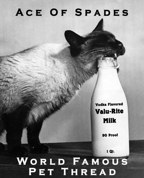 Valu-Rite Milk Cat.jpg